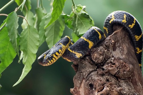 Boiga snake dendrophilia in defensive mode