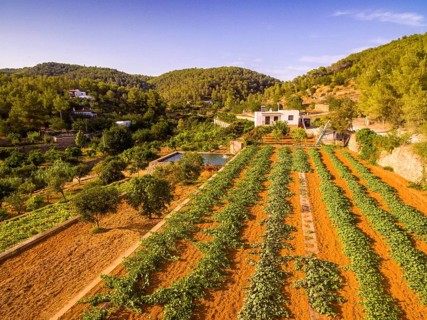 Obstplantagen Broll de Buscastell, San Antonio de Portmany, Ibiza, Balearische Inseln, Spanien