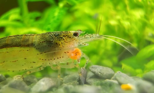 Macro shot of Freshwater Amano shrimp eating. Caridina multidentata