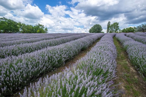 Beautiful summer evening in a lavender field. Large blue lavender bushes blooming in a cultivation
