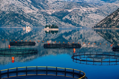 Fish farm in Montenegro. The farm for breeding and fish farming in the Bay of Kotor