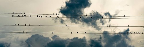 Social hour for the birds in the deep south wild animals preening cleaning chirping resting