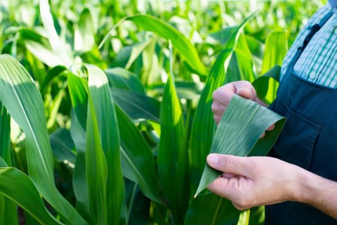 Farmer in overalls doing scrutiny of corn stalks at field closeup photo