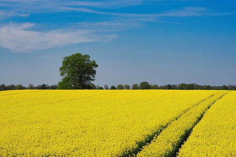 Rapeseed field in spring with a tractor track, behind it a single tree, Lower Rhine, North