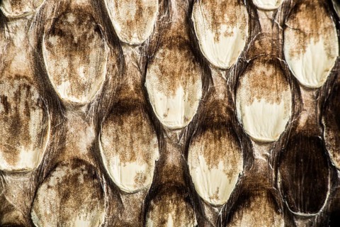 Texture of genuine snakeskin. Close up real leather texture