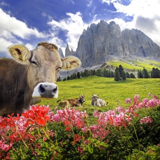 Cow in the rose garden mountains, Karersee, Suedtirol, Italy