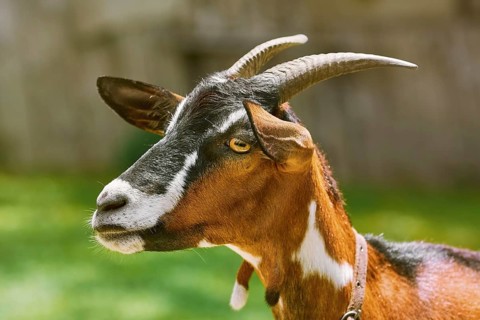Portrait of Nanny Goat against the Dark Background Devnja, Bulgaria