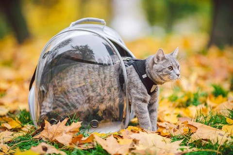 Hausgraue Katze in einem Geschirr und eine Leine neben einem transparenten Rucksack für Haustiere