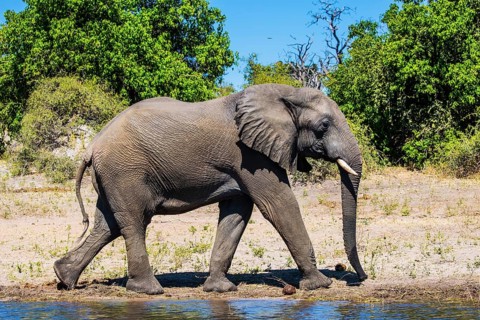 Botswana, Chobe National Park. The concept of exotic tourism. African elephant - loner on a