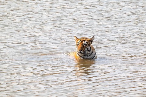 Tiger (Panthera tigris), Bengal tiger or Indian tiger, big cat (Pantherinae), carnivore
