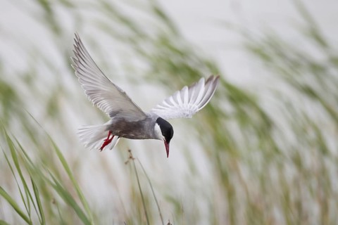 White-bearded Tern, Chlidonias hybrida, Whiskered Tern
