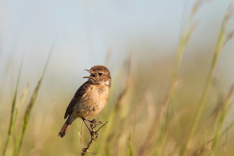 Stonechat, Saxicola rubicola, European stonechat
