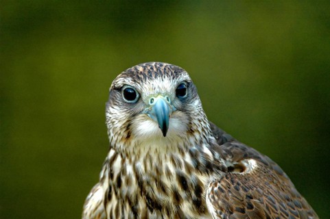 Falcon, Gerfalcon, Saker falcon, Falco hybrid, falconry Neunkirchen, Neunkirchen, Saarland, Germany