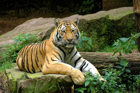 Armour tiger, Siberian tiger, (Panthera tigris altaica), Captive, Germany