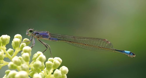 Ischnura elegans Blue-tailed damselfly Slender damselfly