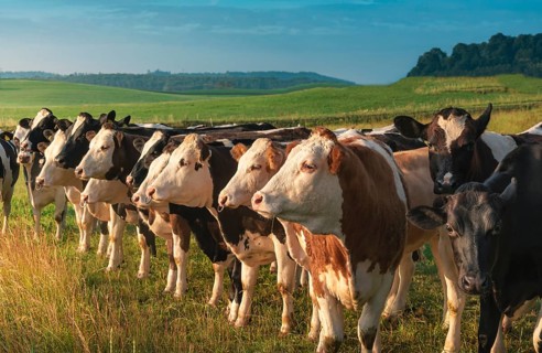 Beautiful countryside scenery with a herd of Holstein cows, displayed in a row, looking towards the