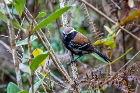 Close-up of a Serra antwren facing camera and perched on a tiny branch, Caraca Natural Park, Minas