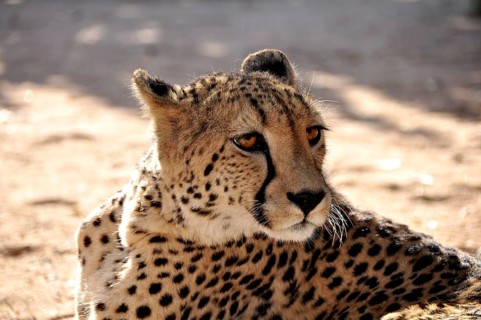 Cheetah lying in the road