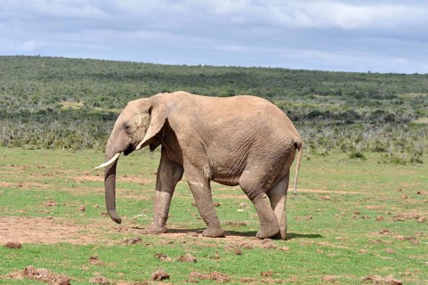 An African Elephant in the Addo Elephant Park, South Africa