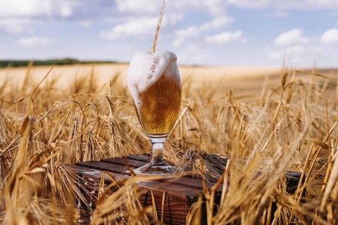 Food, Glass of beer against wheat field