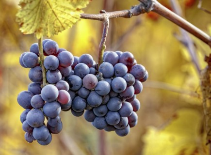 Ripe Pinot Noir grapes with autumnal vine leaves