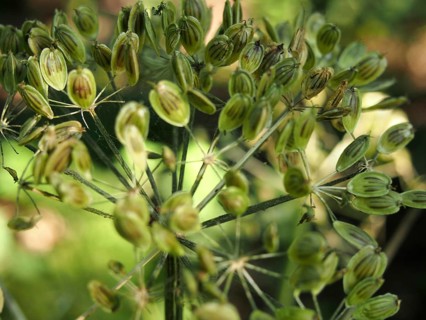 Close up of green wild cow parsnip seed heads against a blurred nature background