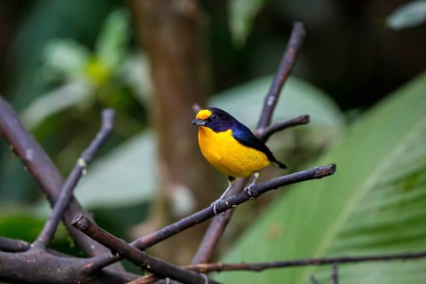 Close-up of a colorful Violaceous euphonia perched on a branch against defocused green background,