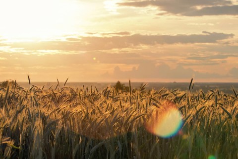 Wheat ears under the sunshine. Sun shining through ripe wheat