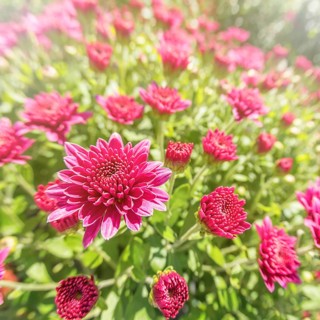Flowering Pink Chrysanthemum in Autumn Garden, Background with Blossoming Chrysanthemum