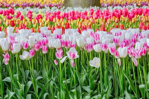 Flowerbed of tulips in the garden. Springtime in Netherlands Lisse, Netherlands