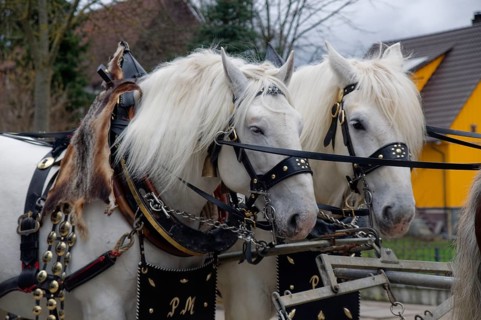 Horse and cart at the Gaildorf horse market, horse, Kocher valley, Kocher, Germany