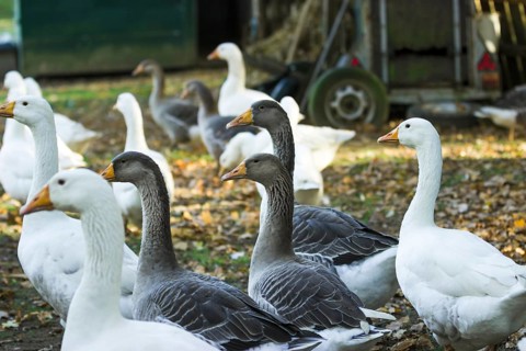 Geese in the outdoor enclosure