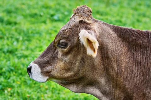 Portrait of Dairy Cattle in the Traditional Pasture Bolsternang, Germany