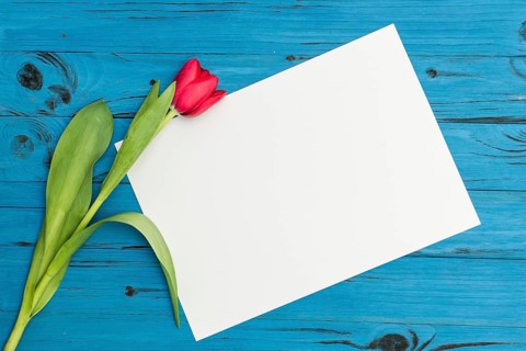 One red tulip and sheet of paper for your greetings on the background of blue wooden board