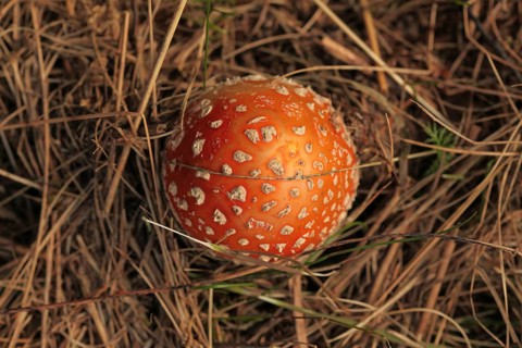 Top view, young fly agaric (Amanita muscaria) in yellow straw/dry grass, Liptovsky Hradok, Slovakia