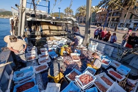 Sailors selecting the fish, pesca de arrastre o pesca de bou, Andratx, Majorca, Balearic Islands,