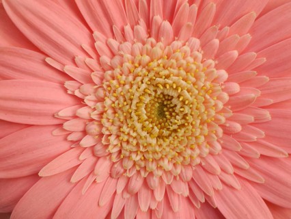Gerbera