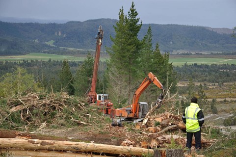 A hauler drags Pinus radiata logs to the top of a hill in Westland