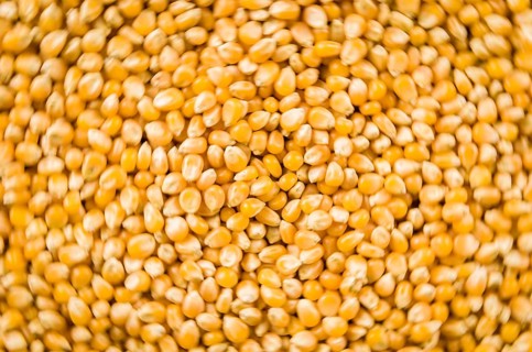 Beautiful background of popcorn for various uses. Popcorn kernels in defocused spiral close-up