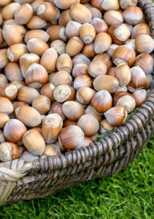 Hazelnut (Corylus in varieties), An den Dorfwiesen 9, Laußnitz, Saxony, Germany