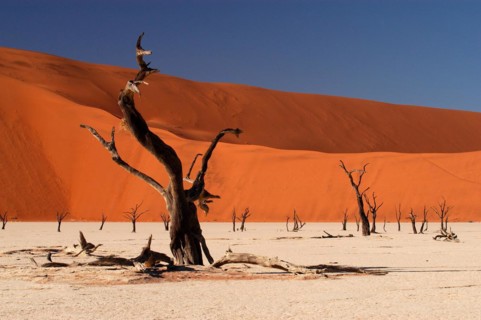 Africa, Namibia, Dead tree in Deadvlei, Deadwood, Deadvlei, Namibia