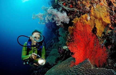 Diver and coral reef, Indonesia, Wakatobi Dive Resort, Sulawesi, Indian Ocean, Banda Sea