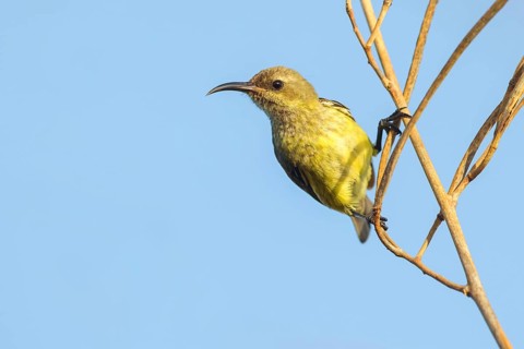 Green-breasted Sunbird, Green-throated Sunbird, Hedydipna platura, Anthodiaeta platura, (Anthreptes