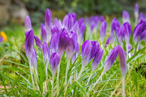 Crocuses in a meadow, Bannewitz, Saxony, Germany