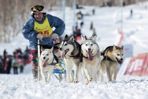 PETROPAVLOVSK-KAMCHATSKY, KAMCHATKA, RUSSIA, MARCH 2, 2014: Running sled dog team Kamchatka musher