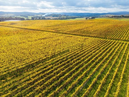 Late afternoon autumn sun over vines in the Yarra Valley near Yarra Glen, Victoria, Australia