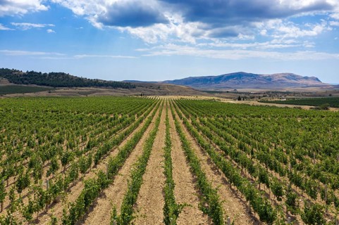 Aerial beautiful view of mountain vineyard in Crimea