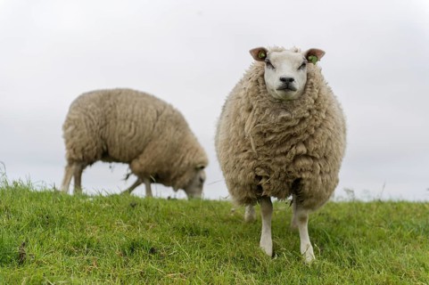 Texel sheep on dyke at Dutch wadden island