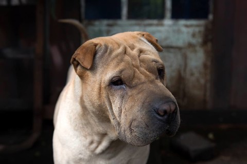 Portrait of a Shar-Pei in his backyard in Buenos Aires, Argentina 2016