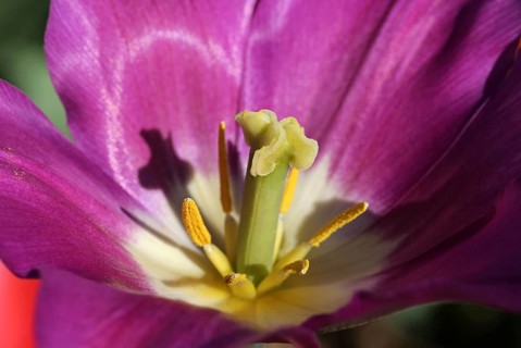 Tulip